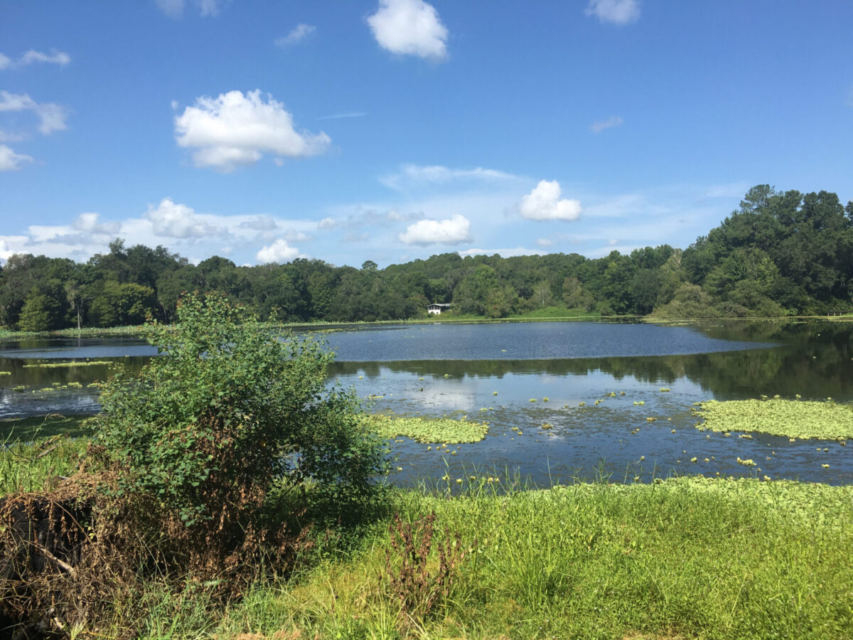 Calf Pond