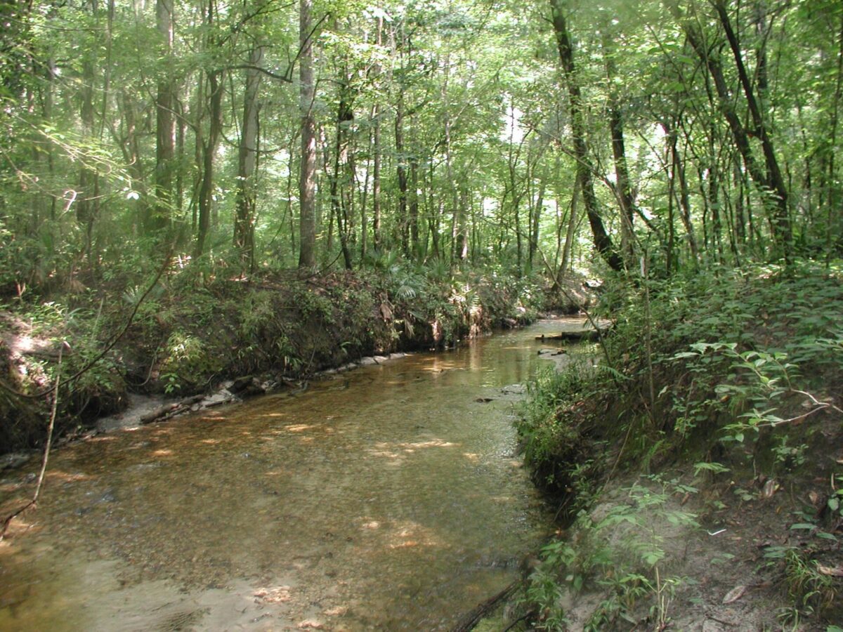 Hogtown Creek