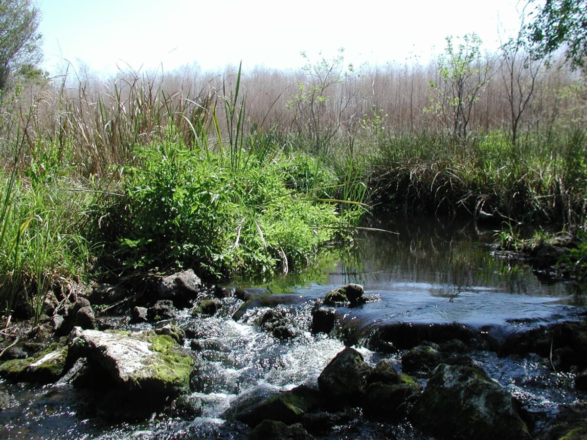 Hogtown Creek Near Haile Sink