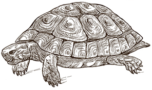 Animal Sketch - Turtle