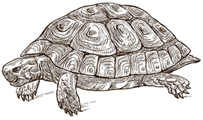 Animal Sketch - Turtle Animal Sketch - Turtle