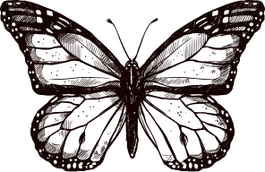 Animal Sketch - Butterfly Animal Sketch - Butterfly