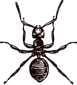 Animal Sketch - Ant