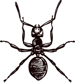Animal Sketch - Ant Animal Sketch - Ant