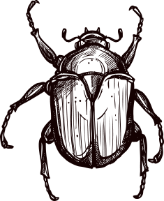 Animal Sketch - Beetle