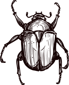Animal Sketch - Beetle Animal Sketch - Beetle