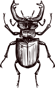 Animal Sketch - Beetle