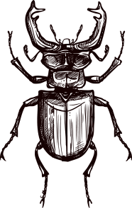 Animal Sketch - Beetle Animal Sketch - Beetle