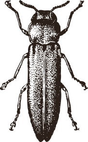 Animal Sketch - Beetle