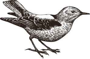 Animal Sketch - Bird