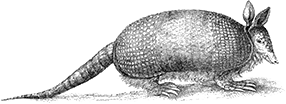 Animal Sketch - Armadillo