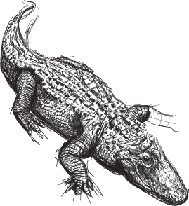 Animal Sketch - Gator