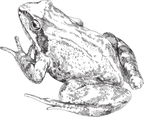 Animal Sketch - Frog