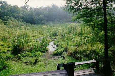 Bivens Wetland Bivens Wetland