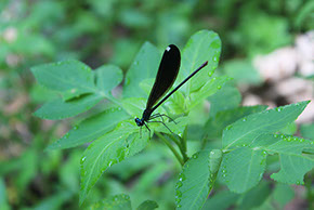 Dragonfly on leaves.