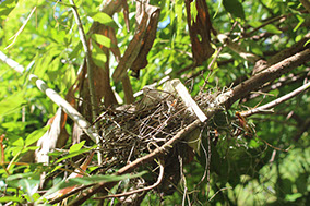 Bird Nest