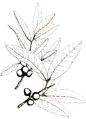 Oak Leaves Sketch Oak Leaves Sketch