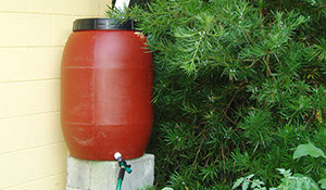 Rain Barrel