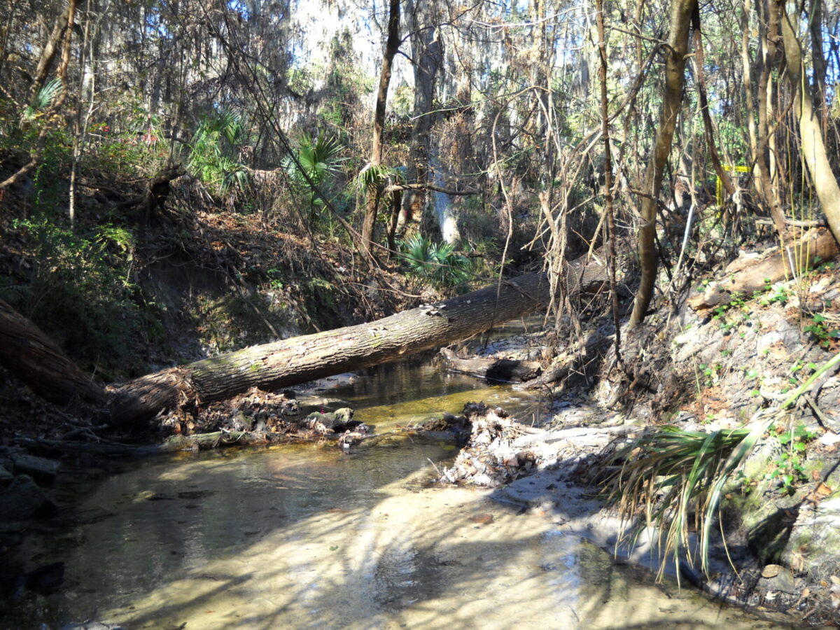 Springstead Creek flows over a sandy bottom, under a fallen tree, between steep banks covered in vines, trees, and vegetation.