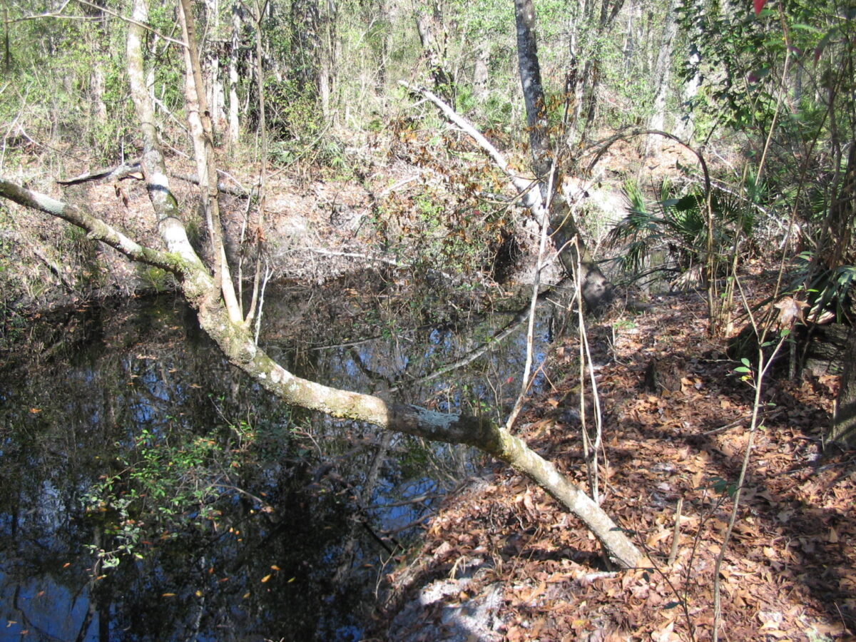 Hatchet Creek - Habitat Assessment
