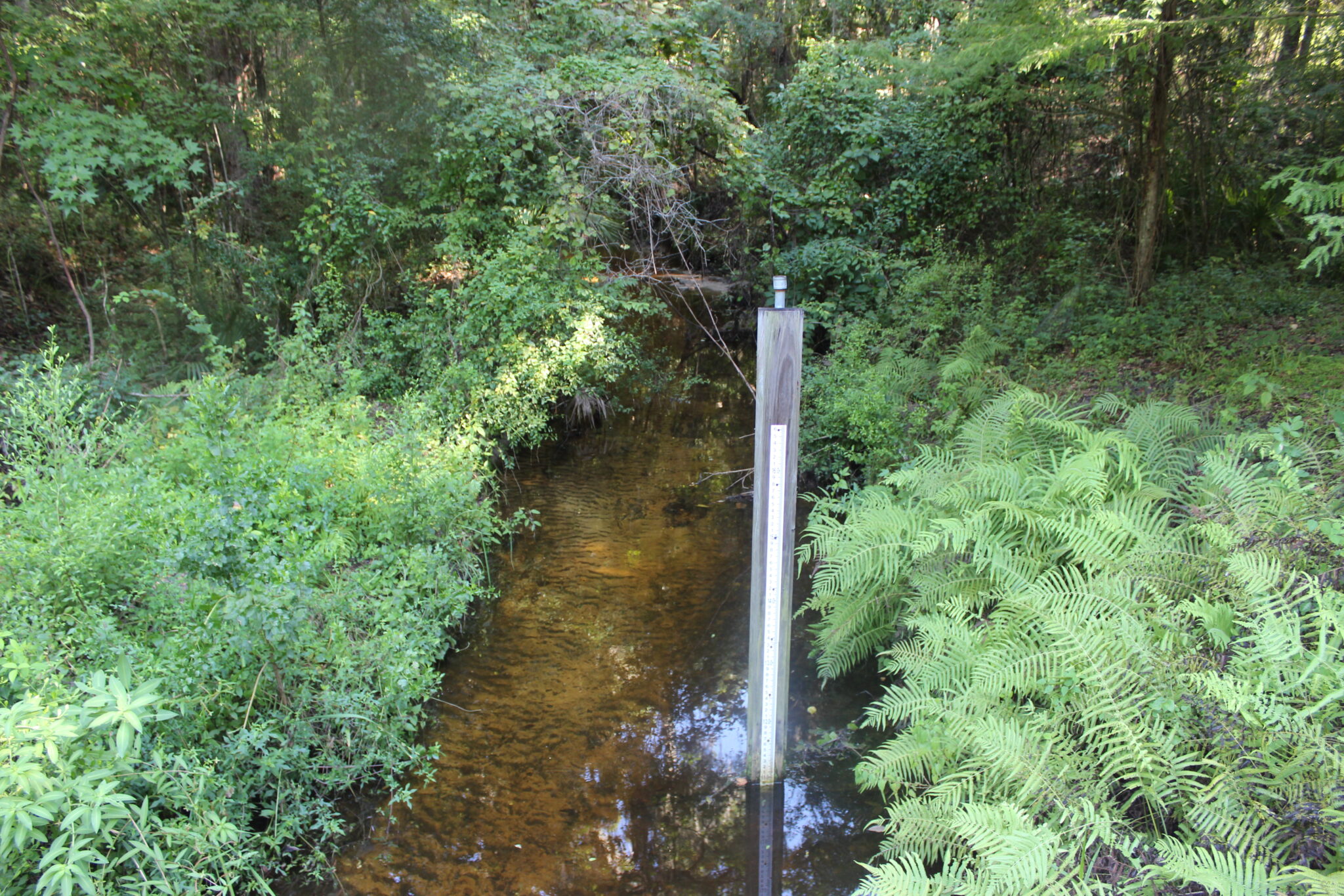 CW Hogtown Creek Gainesville Creeks