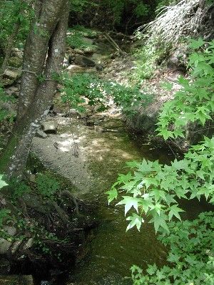 Quail Ridge Creek