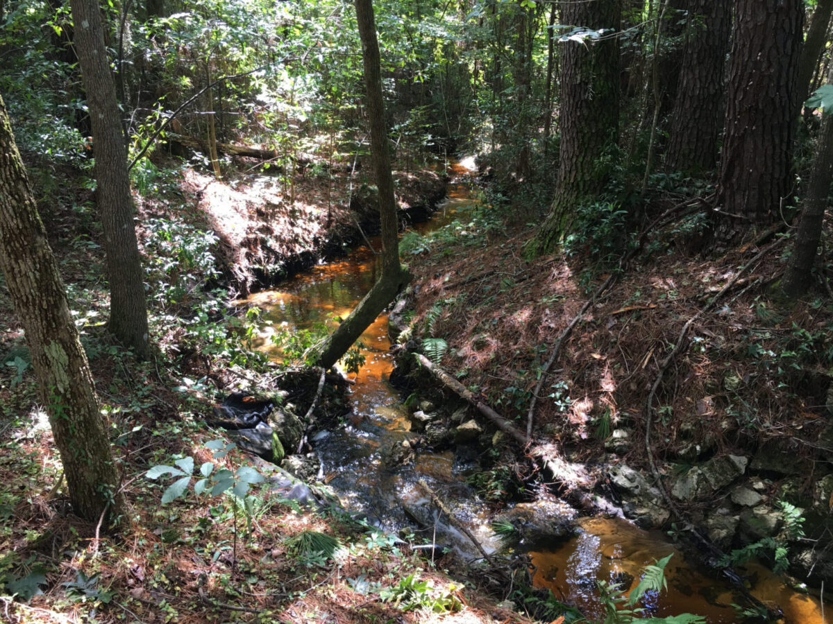 Tea-colored waters of Smiths Creek bends over rocks and downed branches in a dense forest area.