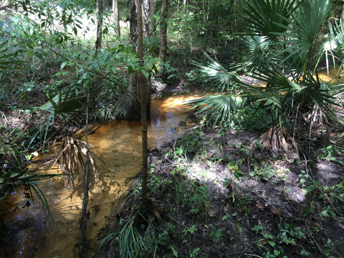 Tea-colored waters of Smiths Creek bends over a sandy-bottom past palms.