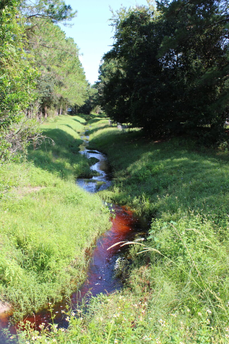 Tea-colored water of Springstead creek travels through a grassy ditch.