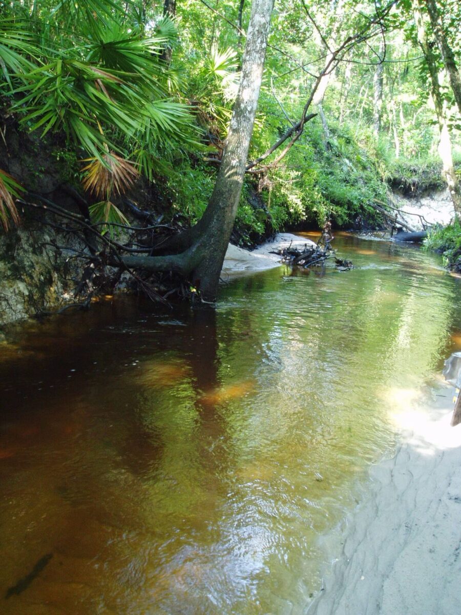 A wide and shallow portion of Springstead Creek flows over sandy bottoms past palms, trees, and dense vegetation.