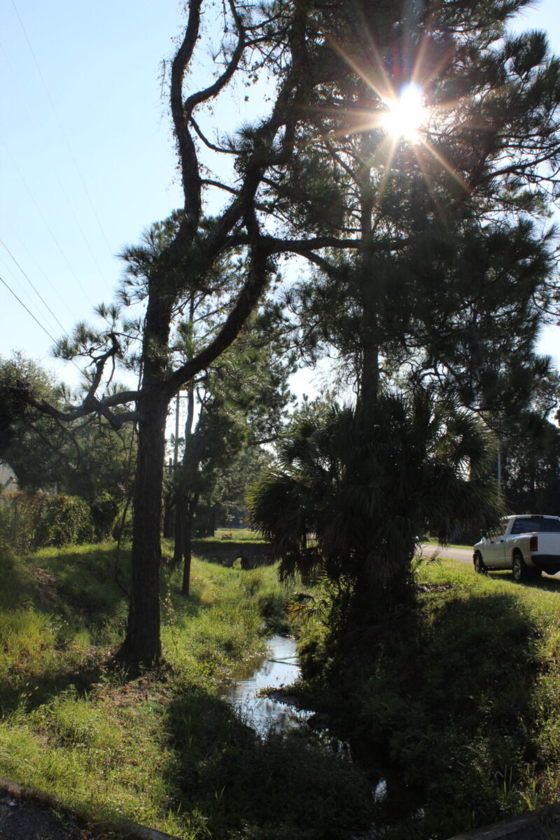 Springstead Creek flows in ditch next to roadway under pine trees and palms.