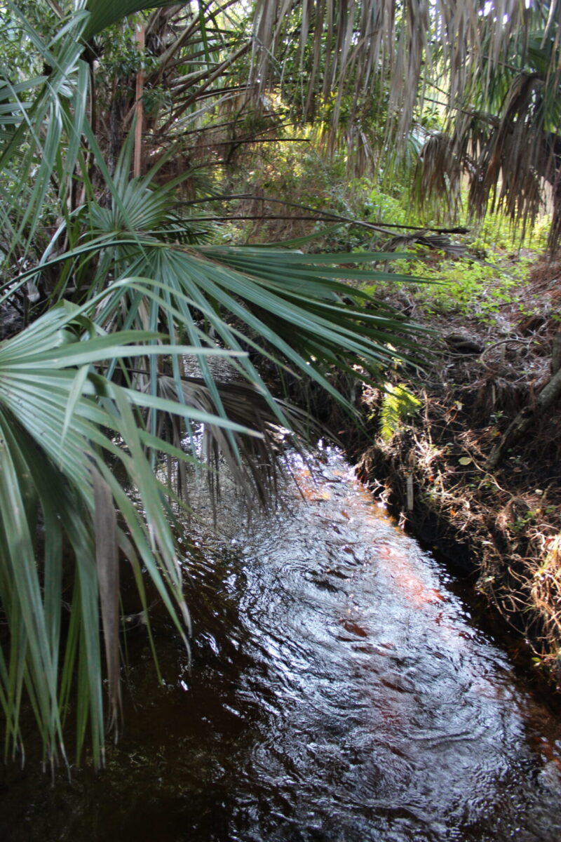 Springstead Creek flows under palm fronds.