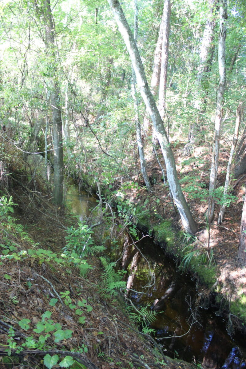 Springstead Creek flows through forest.