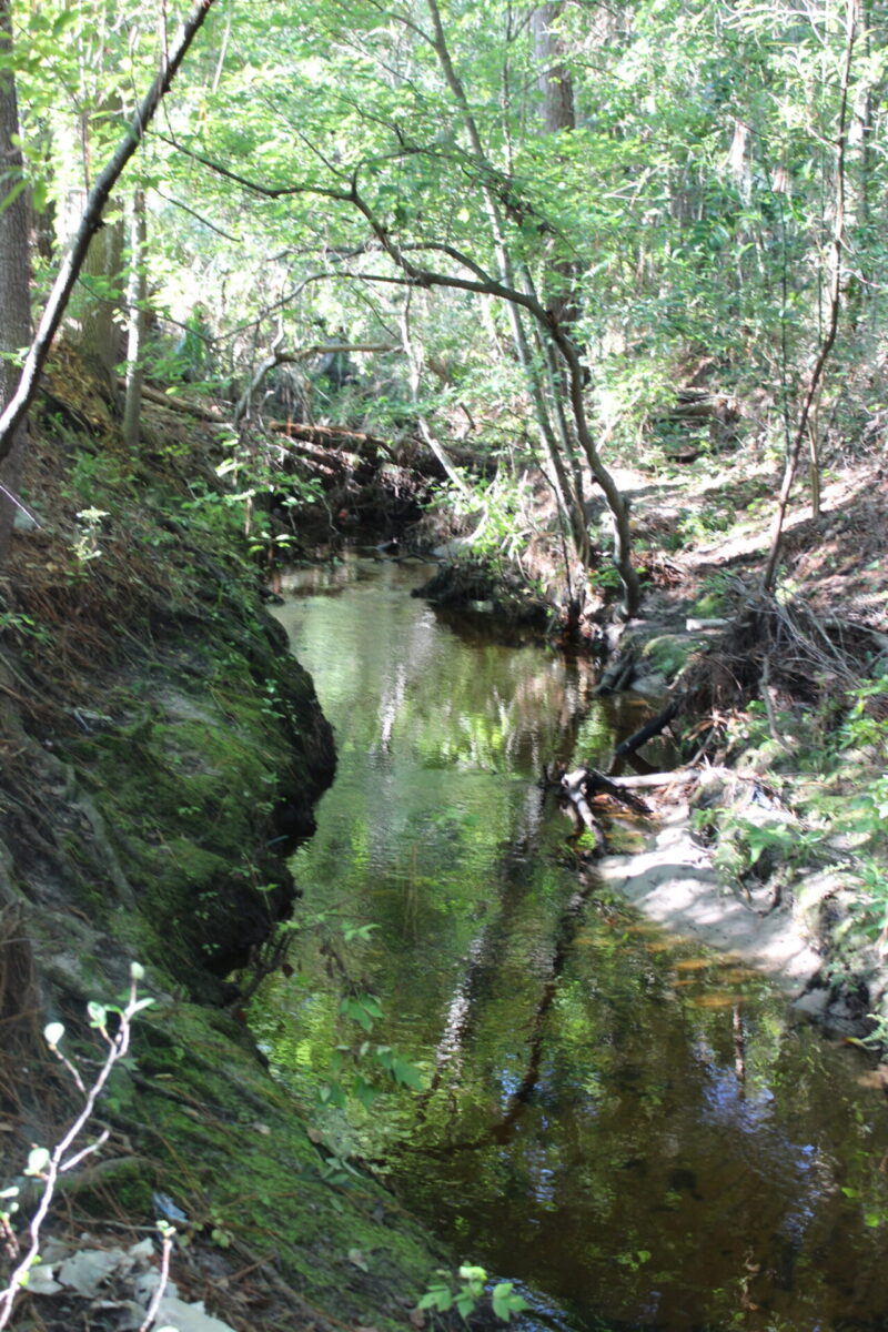 Steep banks of Springstead Creek flowing through the forest.