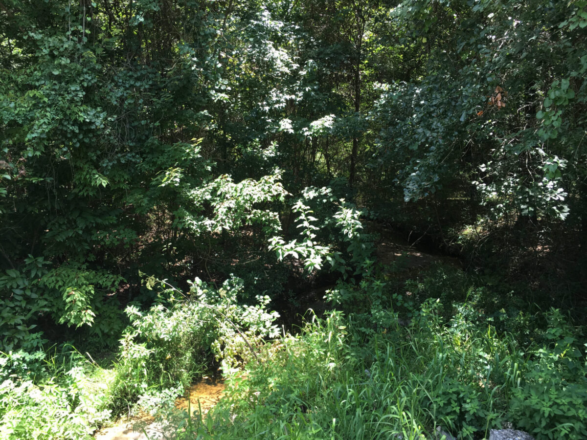 Sunnyland Creek bends into dense vegetation.