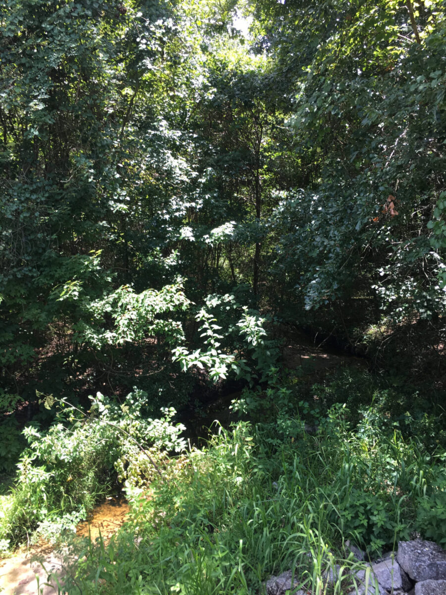 Sunnyland Creek bends into dense vegetation.