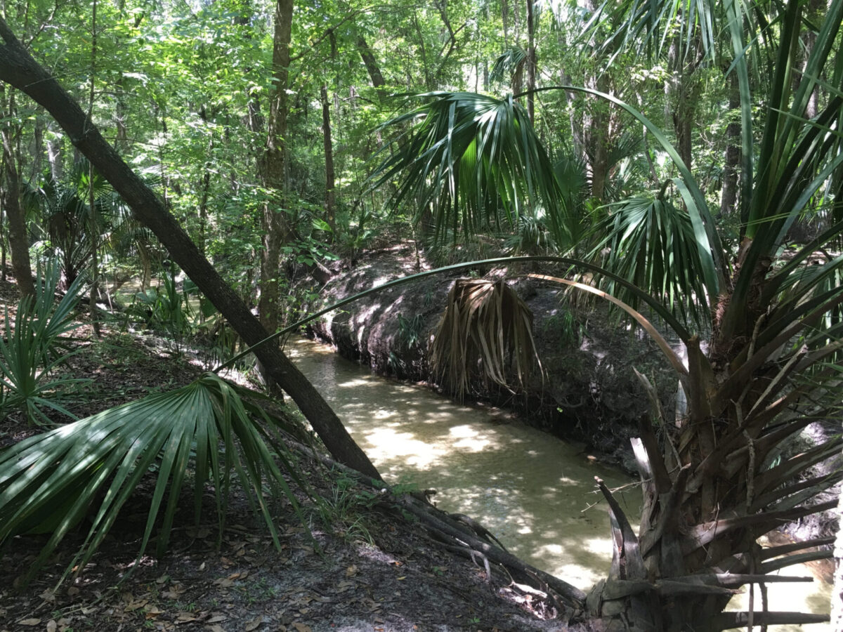 Sweetwater's sand-bottomed waterway travels through dense vegetation past a palm tree growing sideways out of the bank.