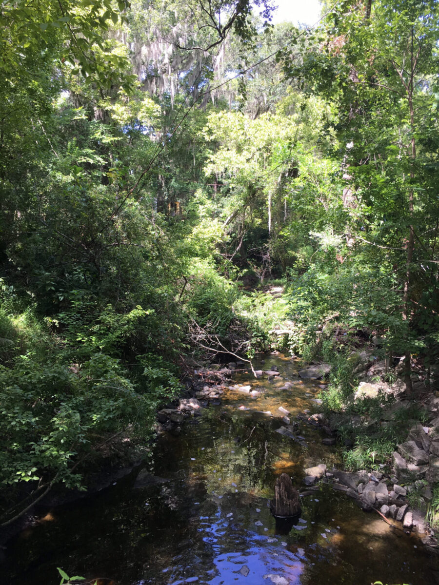 Sweetwater's rock-bottomed waterway cuts through dense vegetation.