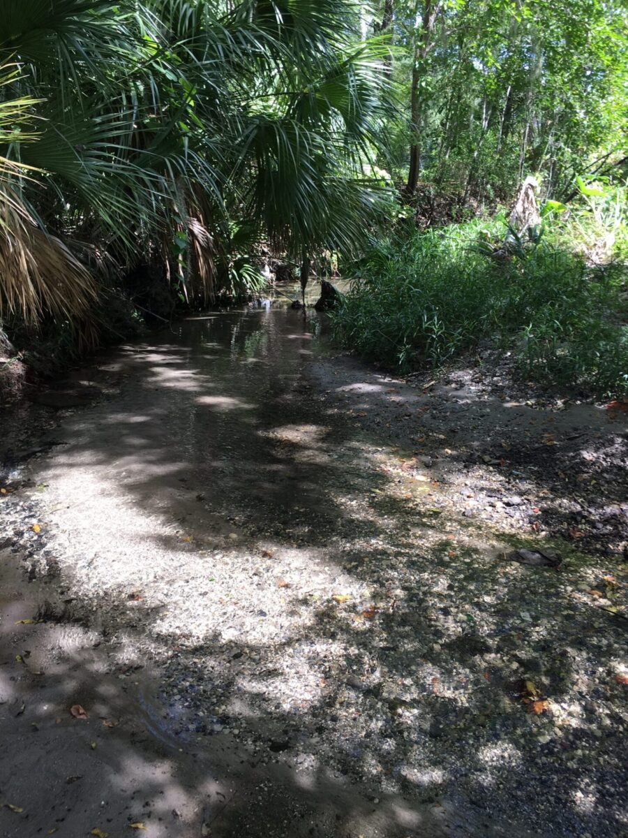 Tumblin Creek appears to widen out and the water levels are shallow as the creek passes through a wooded area with palm fronds hang in from the top left corner of the image.
