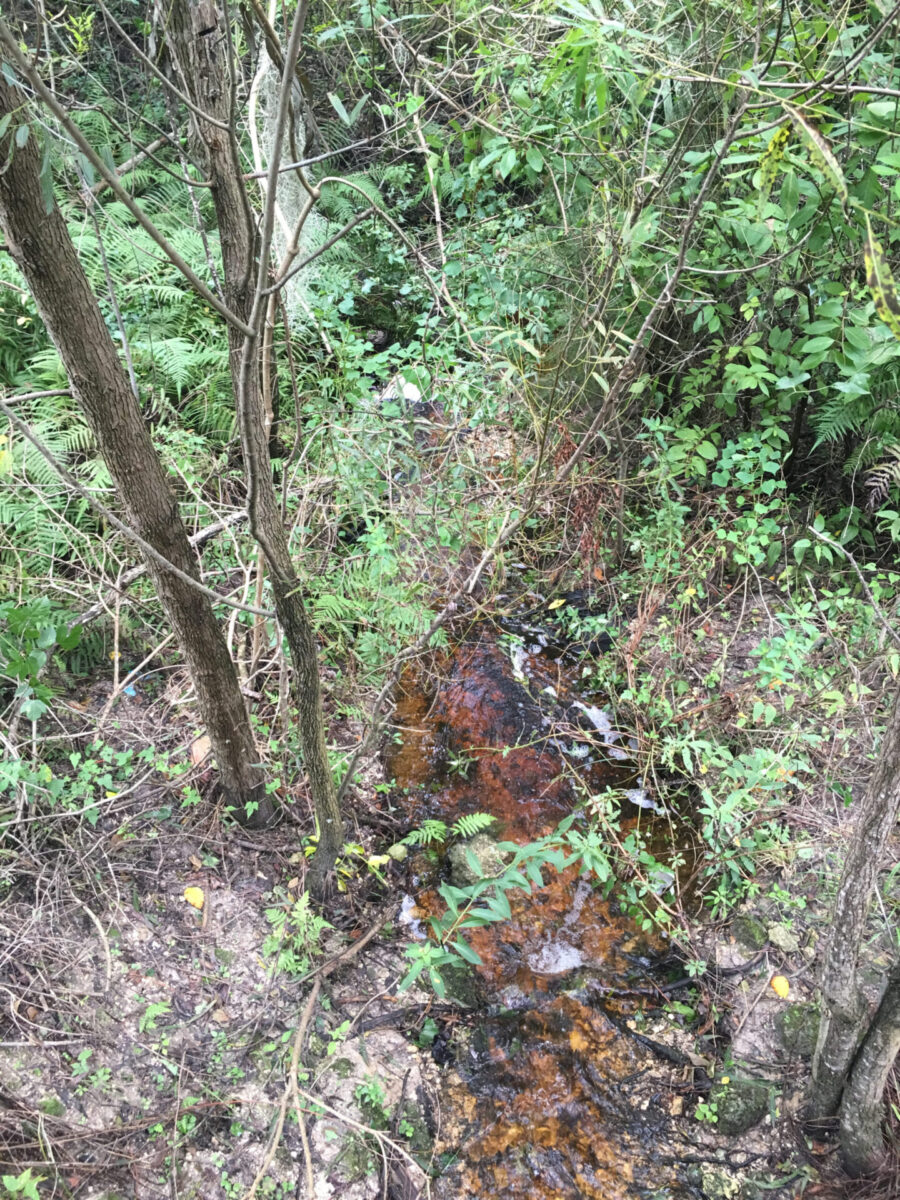 Turkey Creek flows into dense vegetation.