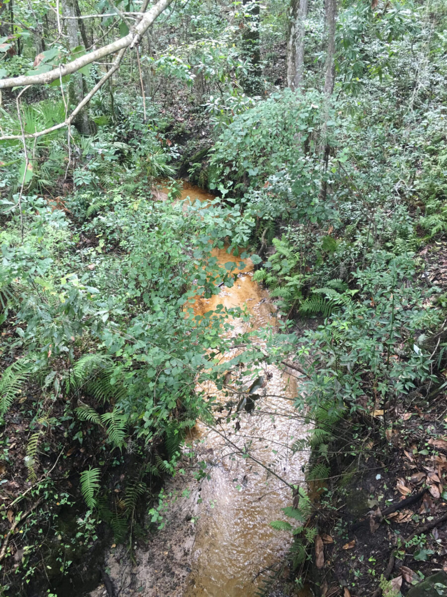 A shallow section of Turkey Creek flows over a sandy bottom through dense vegetation.