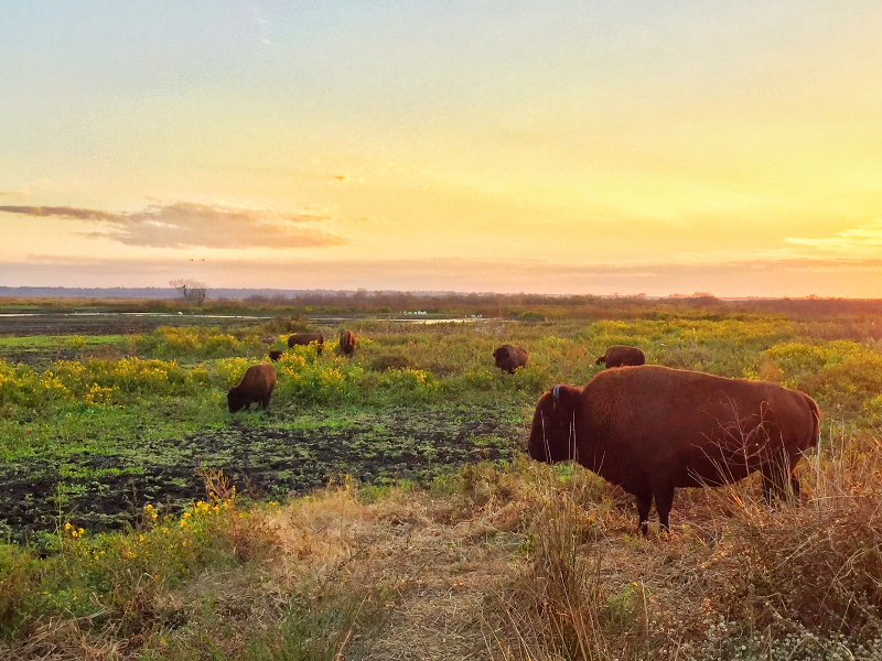A herd of bison graze in golden light in Alachua Sink.