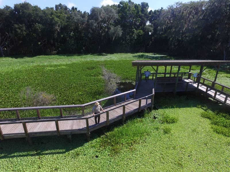 A park ranger stands on the Alachua Sink Boardwalk extends through wetland area covered in greenery.